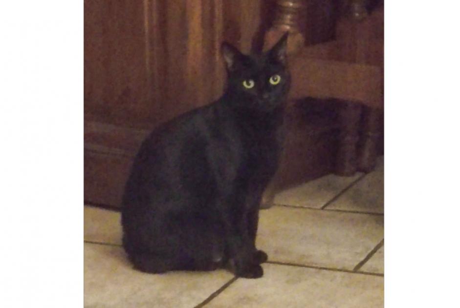 Alerte Disparition Chat  Femelle , 5 ans Meynes France