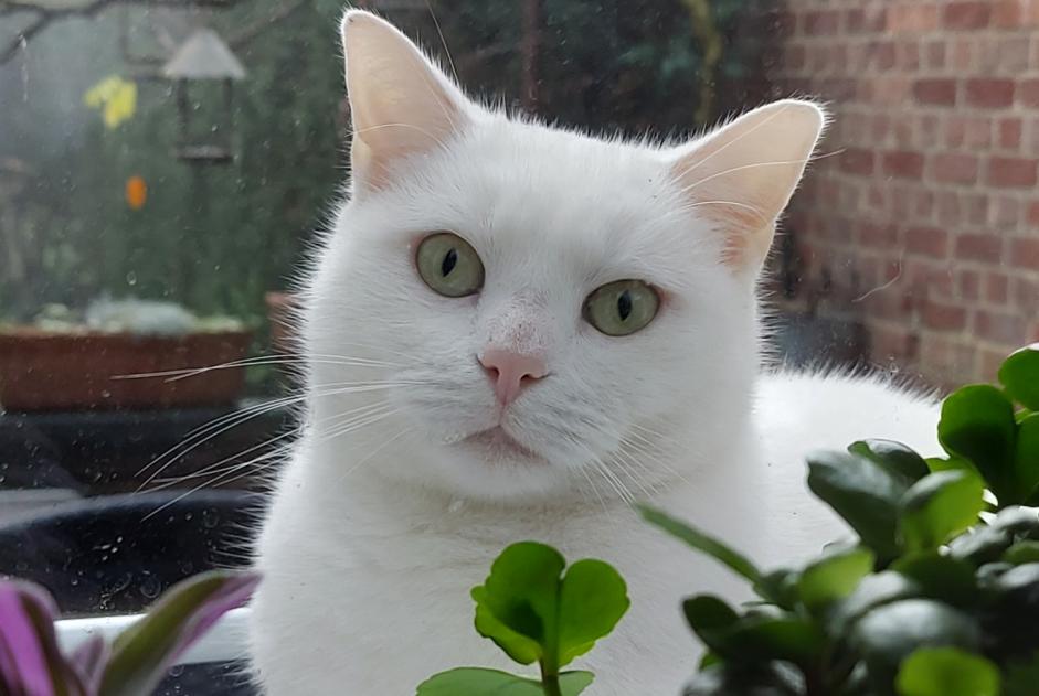 Alerte Disparition Chat  Femelle , 3 ans Liège Belgique