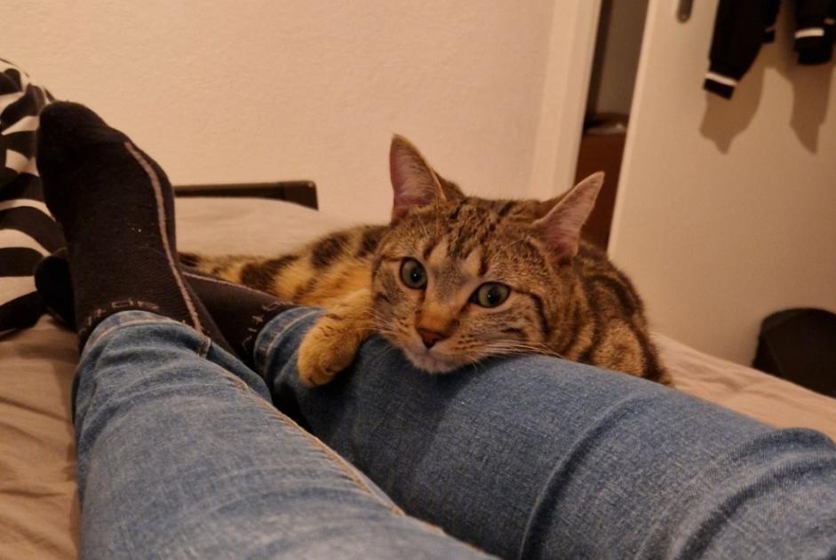 Alerte Disparition Chat Mâle , 2 ans Troistorrents Suisse