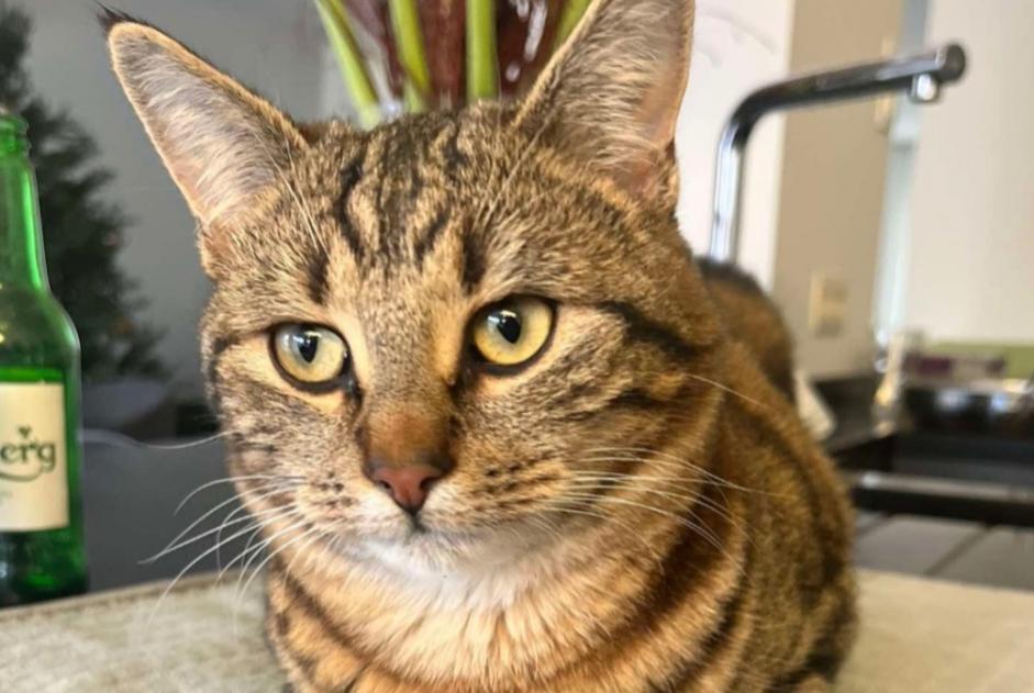 Alerte Disparition Chat  Mâle , 1 ans Buggenhout Belgique