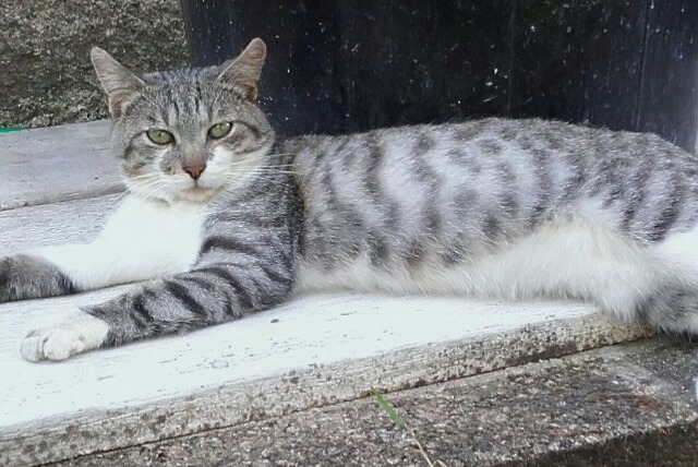 Alerte Disparition Chat Mâle , 8 ans Saint-Léonard-de-Noblat France