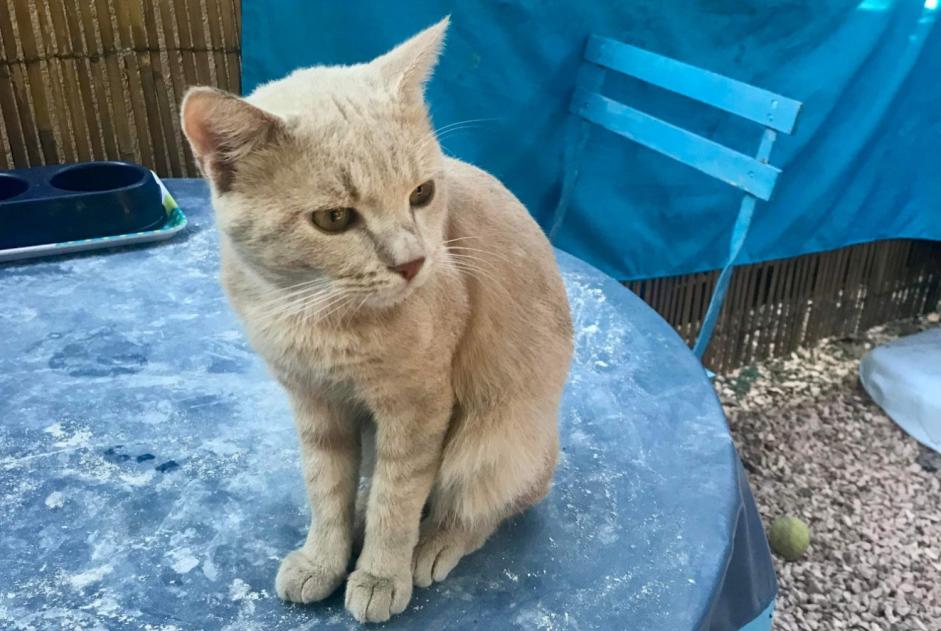 Alerte Disparition Chat croisement Mâle , 2 ans Le Cannet-des-Maures France