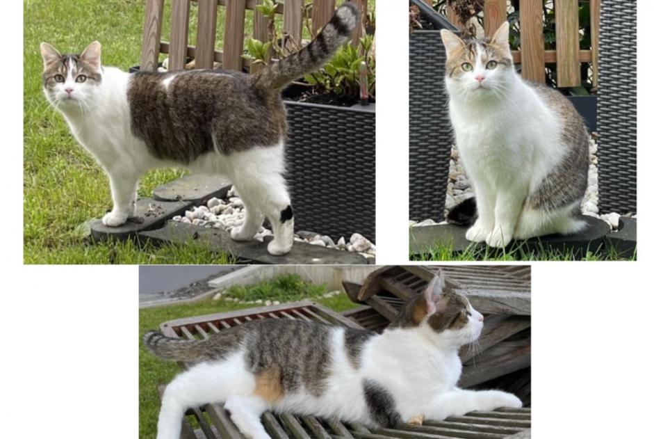 Alerte Disparition Chat Mâle , 3 ans Mersch Luxembourg