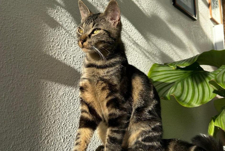 Alerte Disparition Chat  Femelle , 3 ans Chécy France