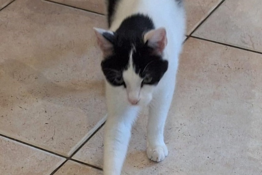 Alerte Disparition Chat Mâle , 2 ans Roquevaire France