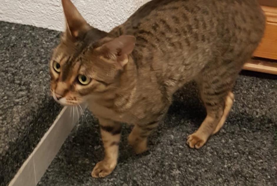 Alerte Disparition Chat  Femelle , 5 ans Veyrier Suisse