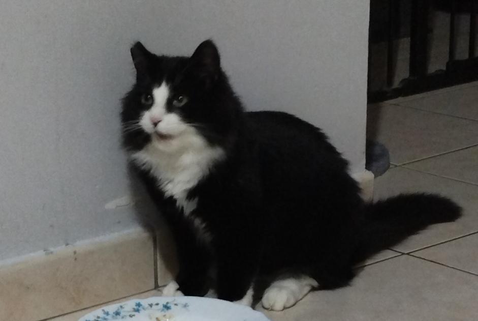 Alerte Disparition Chat  Femelle , 1 ans Saint-Péravy-la-Colombe France