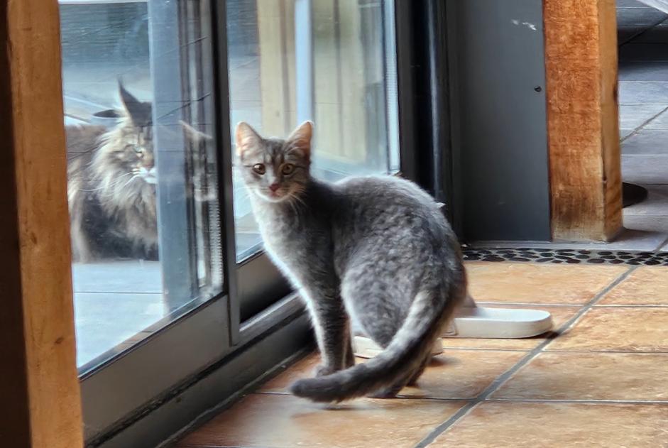 Alerte Disparition Chat  Femelle , 1 ans Fully Suisse