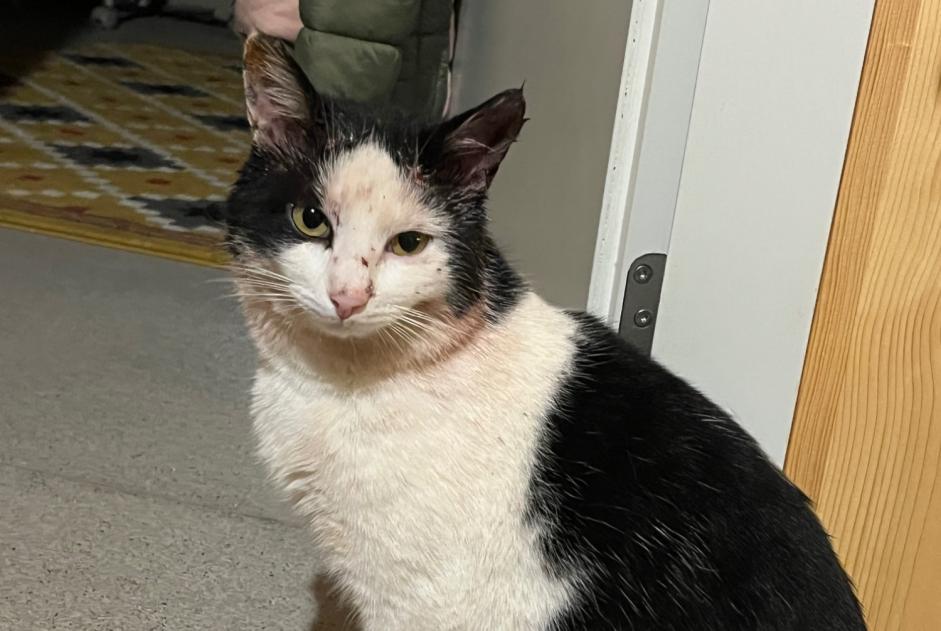 Alerte Découverte Chat Mâle , 2 ans Conthey Suisse