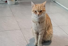 Alerte Découverte Chat croisement Inconnu Ciampino Italie