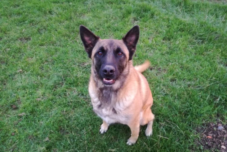 Alerte Disparition Chien  Femelle , 9 ans Habay Belgique