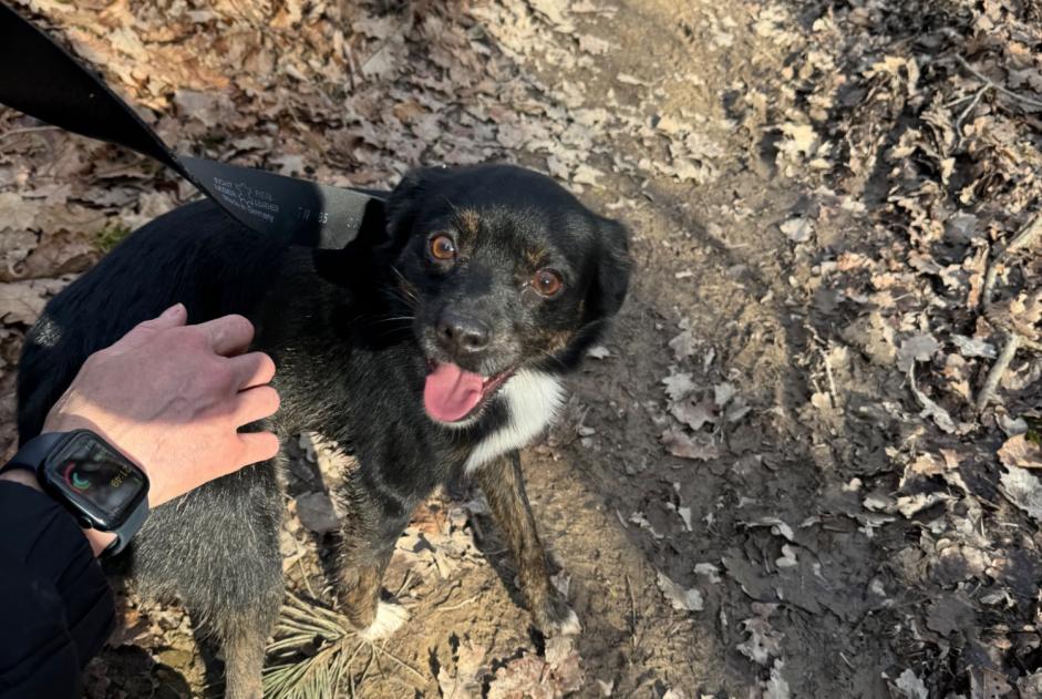 Alerte Découverte Chien croisement Mâle Veyrier Suisse