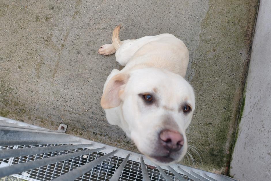 Alerte Découverte Chien  Mâle , 1 année Saint-Germain-en-Laye France