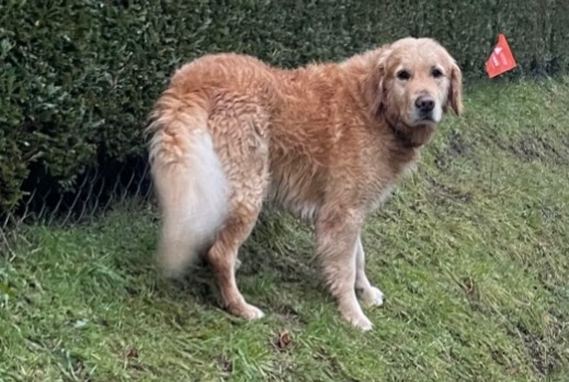 Alerte Découverte Chien  Inconnu Epalinges Suisse