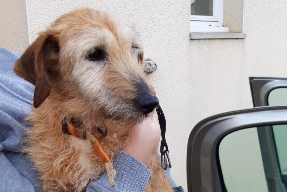 Alerte Découverte Chien Femelle Yvrac-et-Malleyrand France