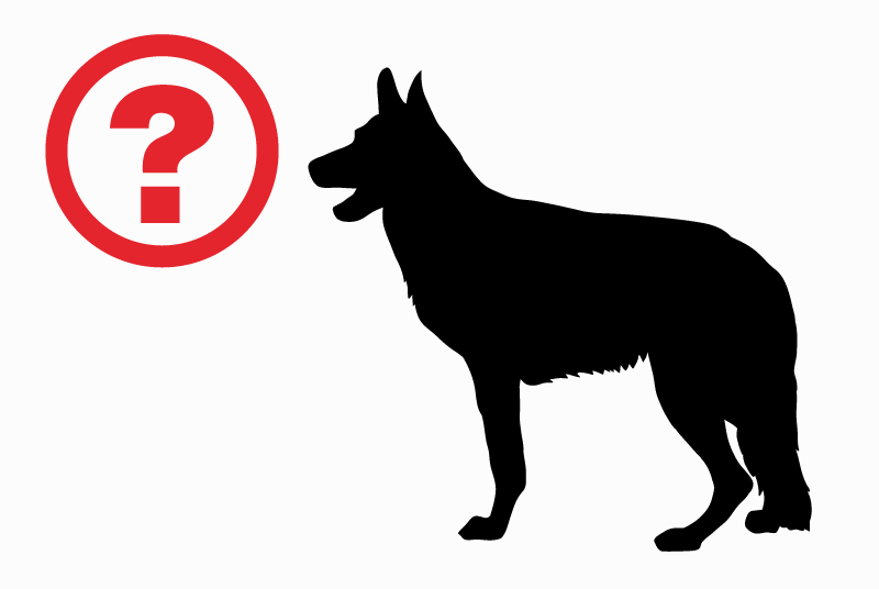 Discovery alert Dog  Male Knokke-Heist Belgium