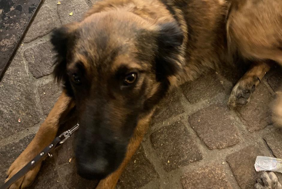 Avviso scomparsa Cane incrocio di razze Femmina , 3 anni Châteauroux-les-Alpes Francia