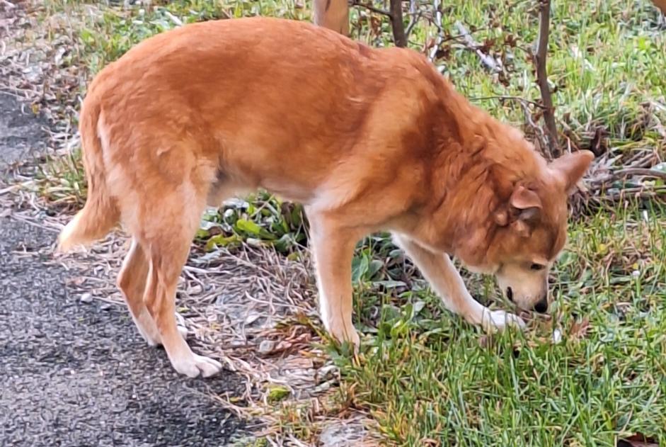 Avviso Ritrovamento Cane Maschio Hauterive Svizzera