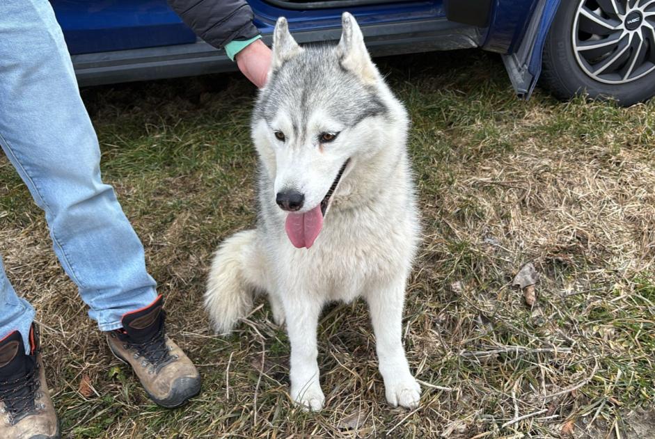 Avviso Ritrovamento Cane  Non conosciuta Martigny Svizzera