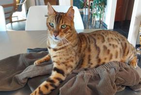 Avviso scomparsa Gatto  Maschio , 8 anni Jurbise Belgio