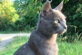 Avviso scomparsa Gatto  Maschio , 6 anni Beaumont Saint-Cyr Francia