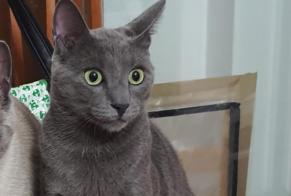 Avviso scomparsa Gatto Maschio , 3 anni Loano Italia