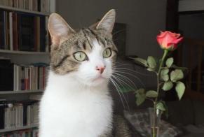 Avviso scomparsa Gatto Maschio , 7 anni Fribourg Svizzera