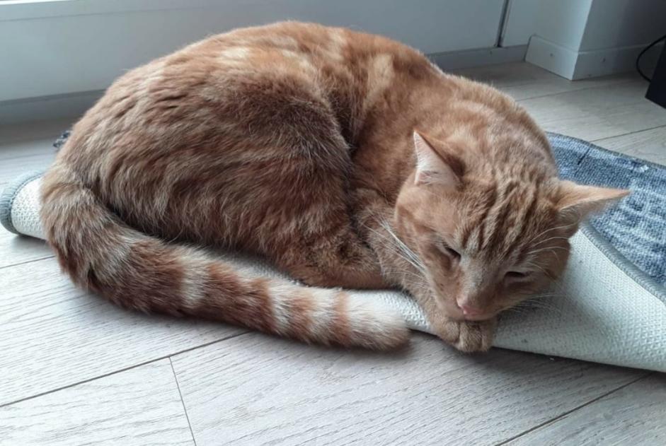 Avviso scomparsa Gatto  Maschio , 8 anni Delémont Svizzera