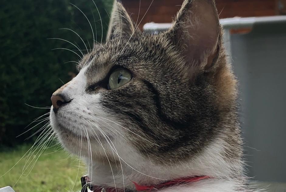 Avviso scomparsa Gatto Maschio , 3 anni Châteaugiron Francia