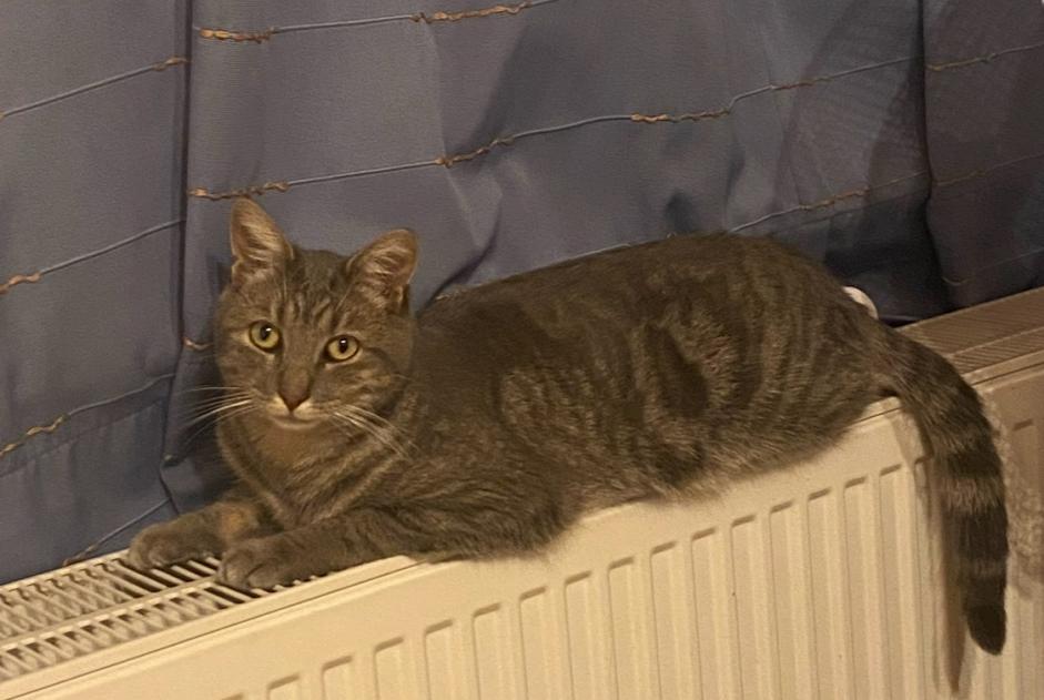 Avviso scomparsa Gatto Maschio , 4 anni Binche Belgio