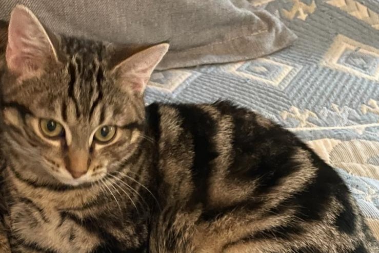 Avviso scomparsa Gatto Maschio , 2 anni Lausanne Svizzera