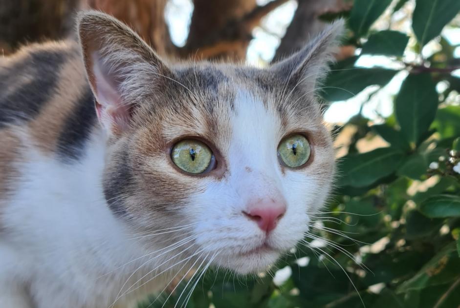 Avviso scomparsa Gatto Femmina , 4 anni Le Pallet Francia