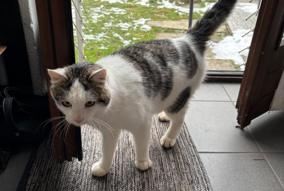 Avviso Ritrovamento Gatto Maschio Montagny Svizzera