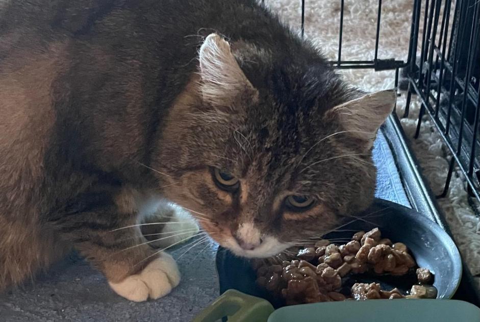 Avviso Ritrovamento Gatto incrocio di razze Maschio Pont-la-Ville Svizzera