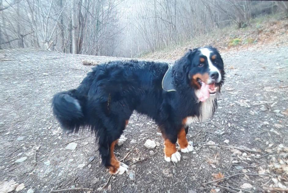 Verdwijningsalarm Hond  Mannetje , 8 jaar Sazos Frankrijk