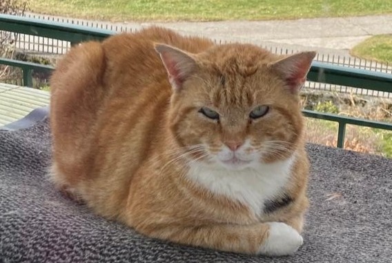 Ontdekkingsalarm Kat  Mannetje Lovatens Zwitserland