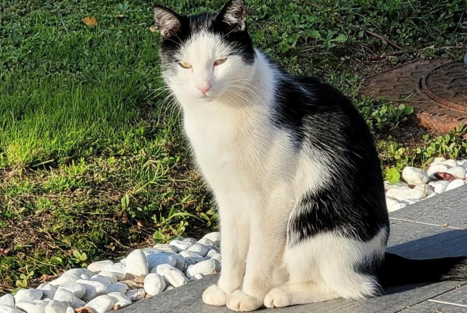 Verdwijningsalarm Kat  Mannetje , 5 jaar Saint-Philbert-de-Bouaine Frankrijk