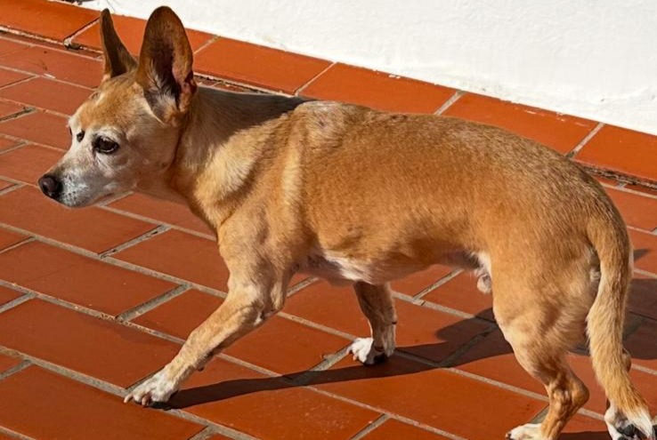 Alerta descoberta Cão cruzamento Macho Can Furnet Spain