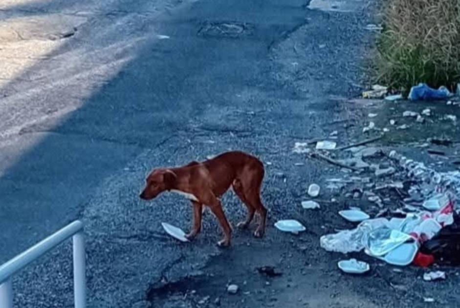 Alerta descoberta Cão Desconhecido Vadue Italy