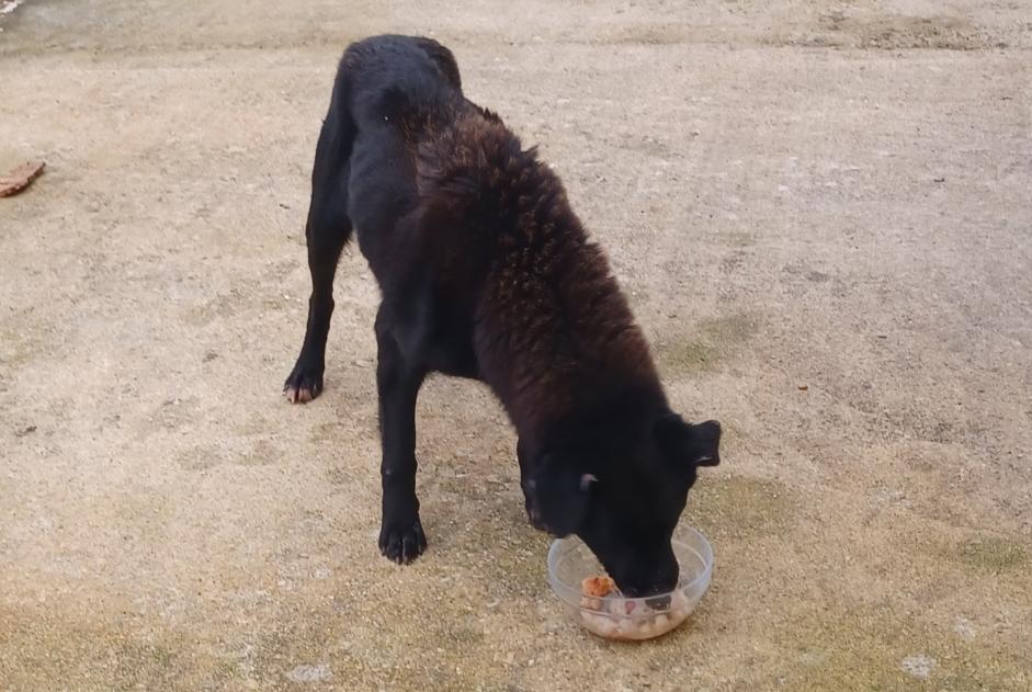 Alerta descoberta Cão  Desconhecido Asnières-sur-Nouère France