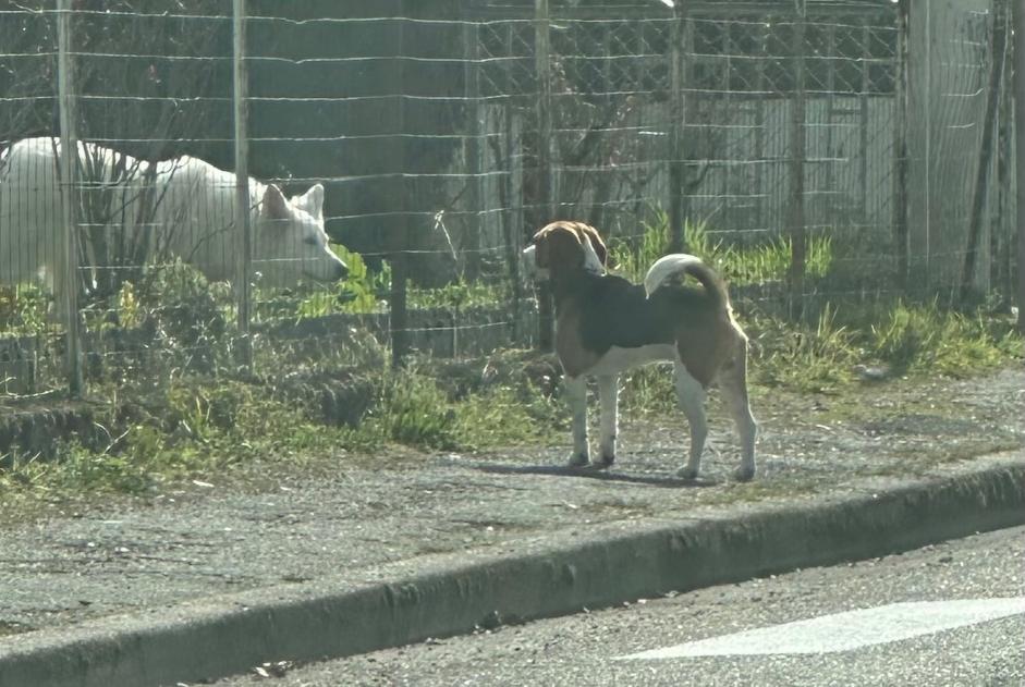 Alerta descoberta Cão  Desconhecido Bergerac France