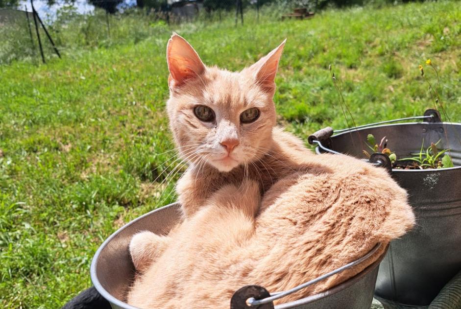 Alerta desaparecimento Gato Macho , 17 anos Saint-Priest France