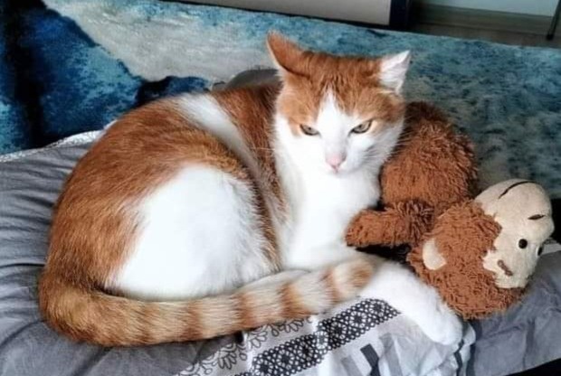 Alerta desaparecimento Gato cruzamento Macho , 11 anos Saint-Laurent-sur-Mer France