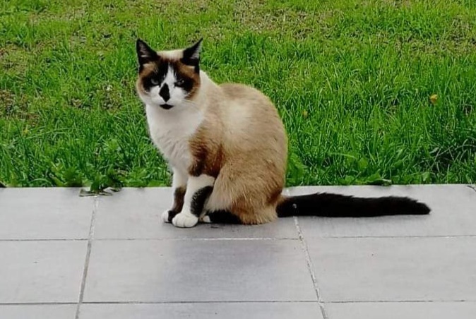 Alerta desaparecimento Gato cruzamento Fêmea , 8 anos Damgan France