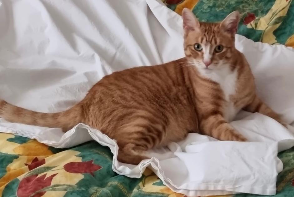 Alerta desaparecimento Gato Macho , 4 anos Nendaz Switzerland