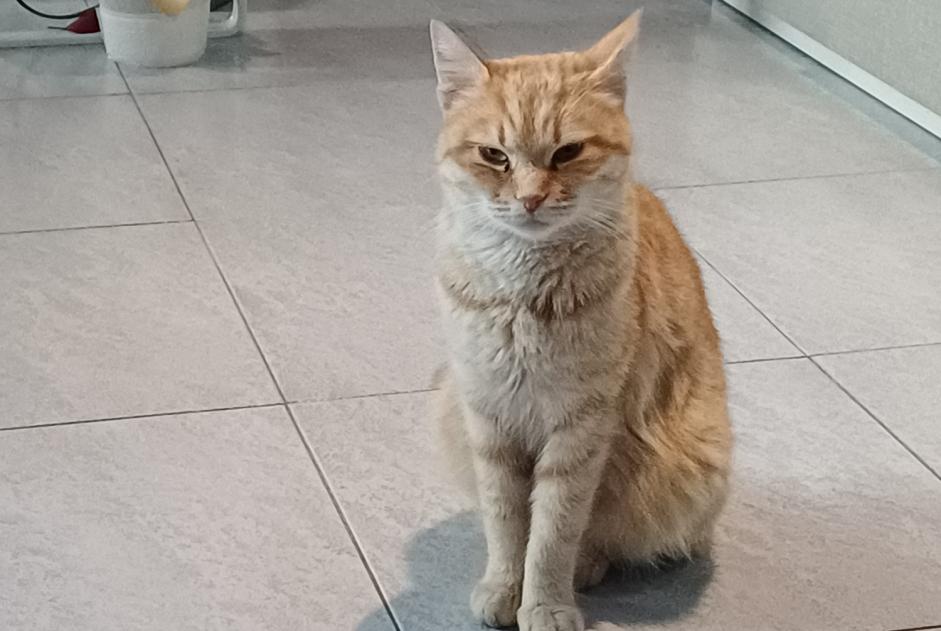 Alerta descoberta Gato cruzamento Desconhecido Ciampino Italy