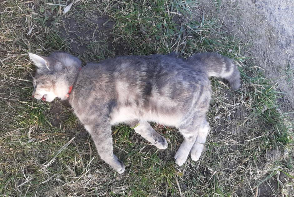 Alerta descoberta Gato Desconhecido Mervelier Switzerland