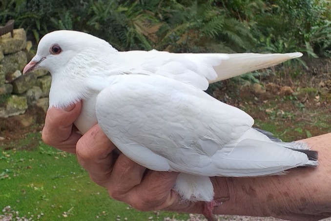 Alerta descoberta Pássaro Desconhecido Laize-Clinchamps France